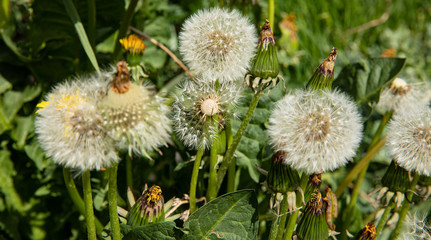 dandelions with seeds and green background