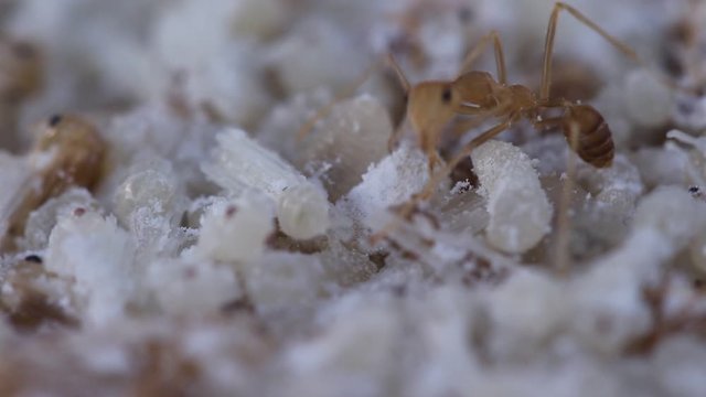 Red ant or oecophylla smaragdina fabricius egg in nest