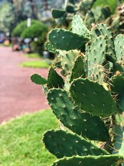Prickly pear cactus