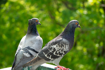 An upset, terrified and focused couple of pigeons sits on the balcony railing and looks out after for her new born chicks after a crow attack on its nest. Blurry green trees in the background.