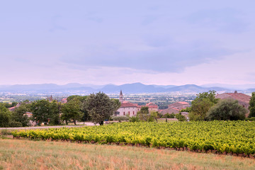 Vineyard near Barjac at summer day. A plantation of grapevines