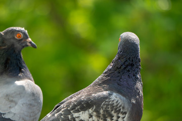 An upset, terrified and focused couple of pigeons sits on the balcony railing and looks out after for her new born chicks after a crow attack on its nest. Blurry green trees in the background.