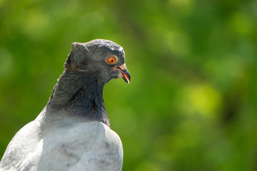 An upset and focused female pigeon sits on the balcony railing and looks out for her new born chicks after a crow attack on its nest. Blurry green trees in the background.
