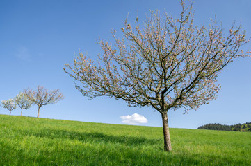 Apfelbäume stehen im Frühling blühend auf grüner Wiese vor blauem Himmel mit weißer Wolke.