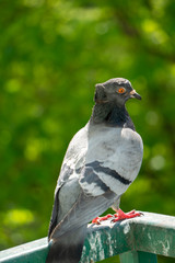 An upset and focused female pigeon sits on the balcony railing and looks out for her new born chicks after a crow attack on its nest. Blurry green trees in the background.