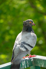 An upset and focused female pigeon sits on the balcony railing and looks out for her new born chicks after a crow attack on its nest. Blurry green trees in the background.