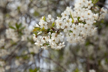 trees blooming in the spring