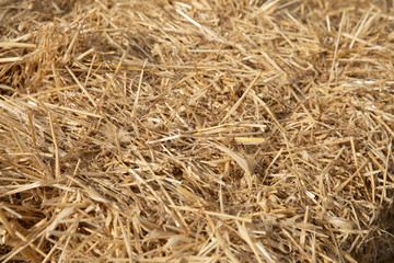 Hay bale from the new harvest 