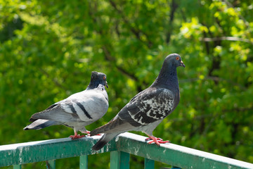 An upset, terrified and focused couple of pigeons sits on the balcony railing and looks out after for her new born chicks after a crow attack on its nest. Blurry green trees in the background.