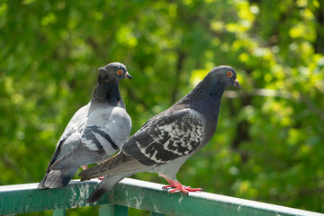 An upset, terrified and focused couple of pigeons sits on the balcony railing and looks out after for her new born chicks after a crow attack on its nest. Blurry green trees in the background.