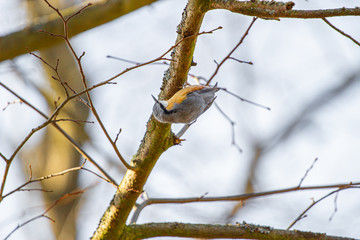 A nuthatch close up of the bird perched on a thick branch facing