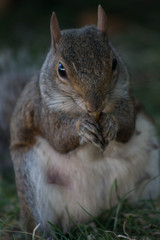 Close up of squirrel eating nuts
