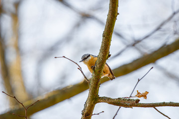 Nuthatch on a branch. Close up