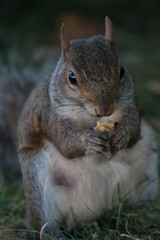 Close up of squirrel eating nuts