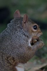 Close up of squirrel eating nuts