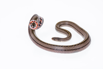 Striped kukri Snake on white background, Scientific name:Oligodon taeniatus, snake of Thailand