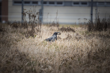 gray crow looking in the grass nuts