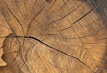 Fototapeta premium background with a old tree nice lines 