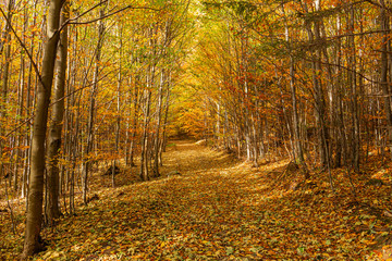 Naklejka premium Fall forest landscape. Fallen fall leaves covering the ground and forest fall trees under soft sunlight, colorful sunny fall forest nature. Forest fall,forest fall yellowed trees in sunny fall evening