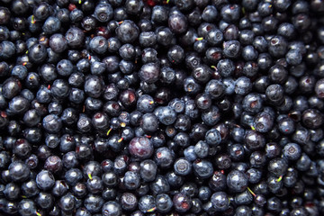 Blueberries or Bilberries background, many fresh dark blue berries