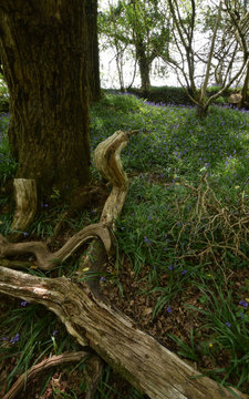 Cabilla Manor Wood Site of Special Scientific Interest Bodmin Moor Cornwall