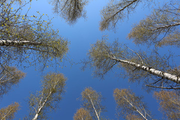 Birch tree tops in spring against blue sky (Baden, Germany)