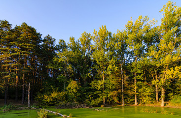 Naklejka premium Lake and forest view. The water in the lake is blooming.