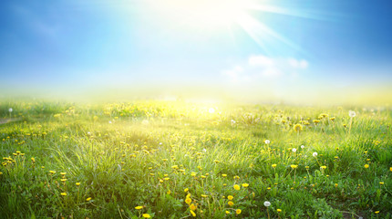 Mooie weide veld met vers gras en gele paardebloem bloemen in de natuur tegen een wazige blauwe lucht met wolken. Zomer lente natuurlijke landschap.