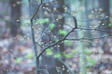 Buds on young tree in early spring. Spring forest foliage bokeh. Blue green vintage color