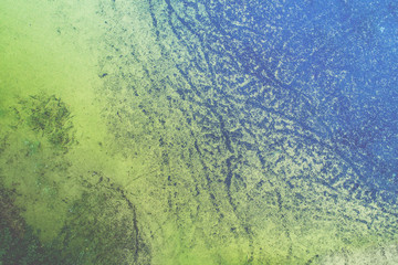 Marsh with tina texture. Top view. Nature background