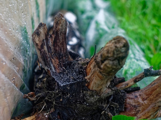 web with raindrops on a tree, Russia