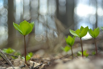 The first spring flowers and shoots.