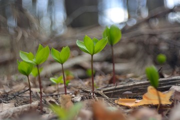 The first spring flowers and shoots.