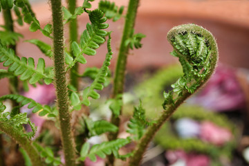 close up of fern leaf rolled up in the garden