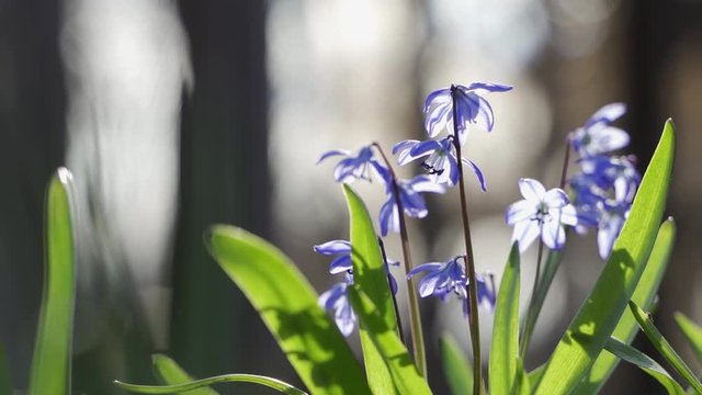 Blue scilla wild snowdrops bloom spring flowers nature macro in the forest. Nice beautiful romantic sunny spring time video close up wild nature
