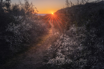 Pathway to the Sea