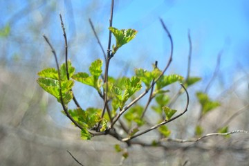 The first spring flowers and shoots.
