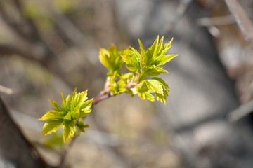 The first spring flowers and shoots.