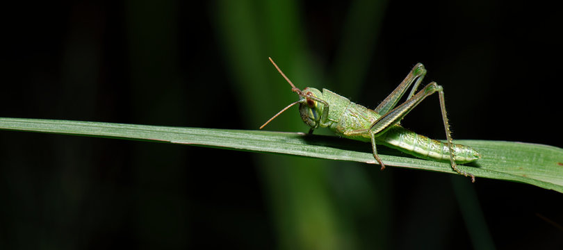 Giant Grasshopper also known as Valanga irregularis.