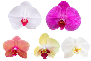 Multi Color orchid flower on white background. Photo with clipping path.