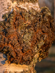 a black chaga mushroom on a birch tree. Inonotus obliquus commonly known as chaga mushroom, birch grove in morning