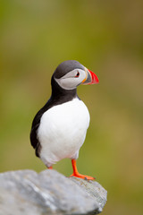 Frailecillo atl&aacute;ntico (Fratercula arctica),  ave marina sobre el acantilado con fondo verde.
