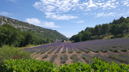 Lavendel Felder