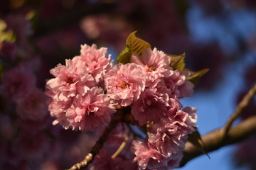 Blühende Japanische Blütenkirsche (Prunus serrulata)