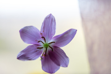 Habranthus robustus, zephyrantes, Brazilian copperlily, pink fairy Lily, rain Lily