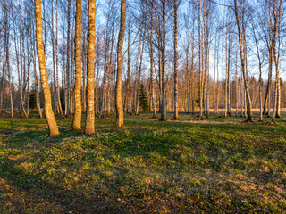 Obraz premium birch grove in spring, early morning, on the ground long shadows of trees, the first green grass and flowers