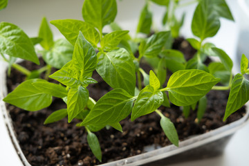 Vegetable seedlings on the windowsill in the apartment