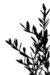 black silhouette of olive tree