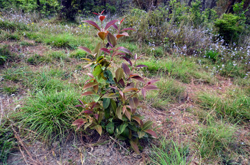 Beautiful Plant in Ground of Jungle Himachal Pradesh India