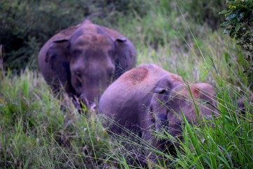 Asian elephant, Srilankan elephants, Wasgamuwa national park, wildlife, Elephant ecology, Asia